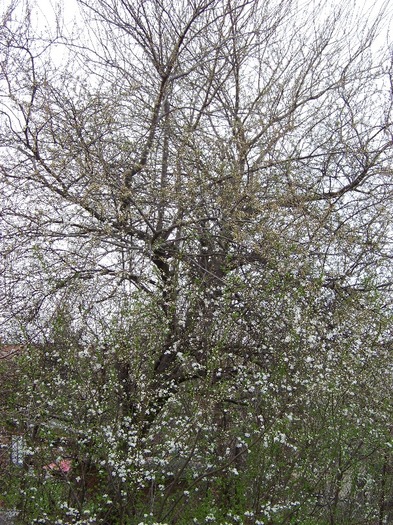 100_1772 - Aprilie 2011