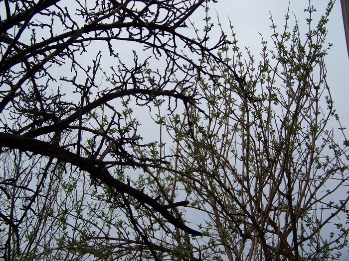 100_1800 - Aprilie 2011