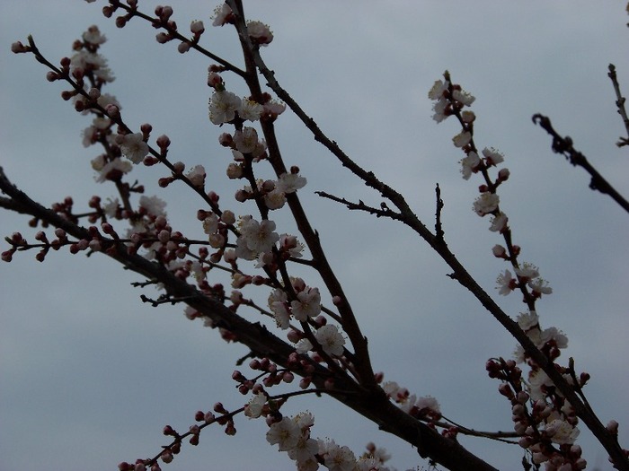 100_1813 - Aprilie 2011