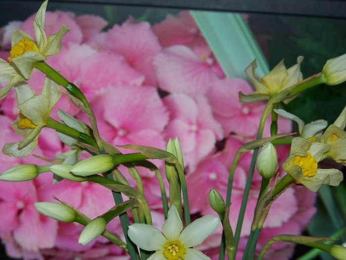 100_1854 - Aprilie 2011