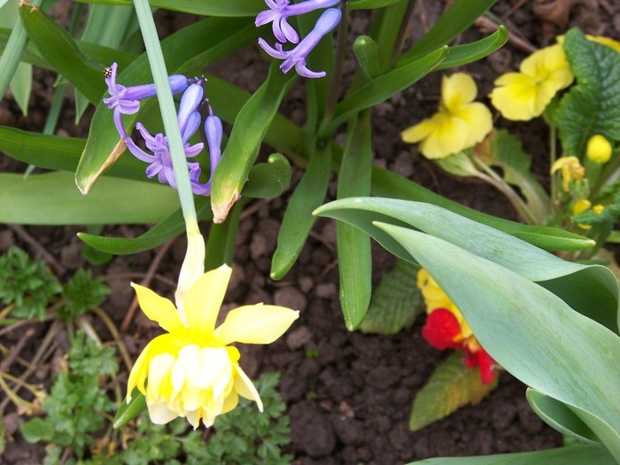 100_1855 - Aprilie 2011