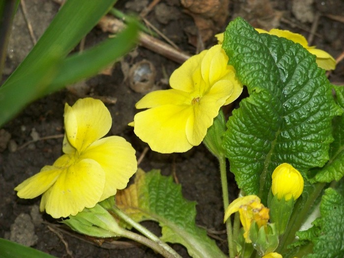 100_1857 - Aprilie 2011