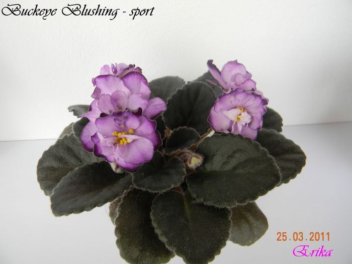 Buckeye Blushing - sport 25-03-2011