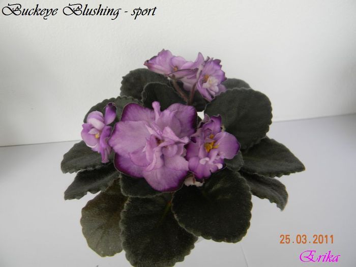 Buckeye Blushing - sport 25-03-2011