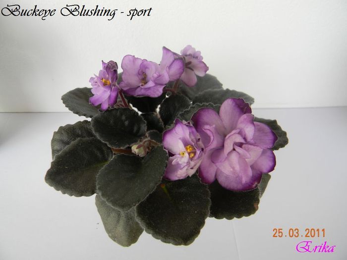 Buckeye Blushing - sport 25-03-2011