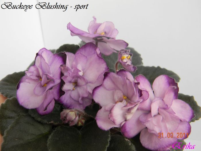 Buckeye Blushing - sport 31-03-2011