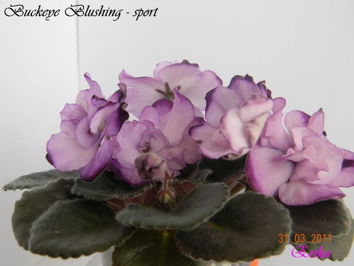 Buckeye Blushing - sport 31-03-2011