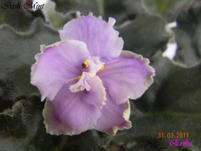 Irish Mint 31-03-2011 floare