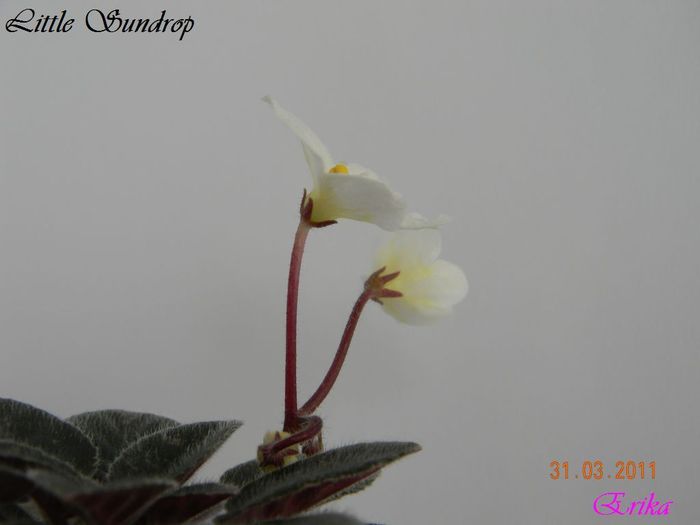 Little Sundrop 31-03-2011 floare