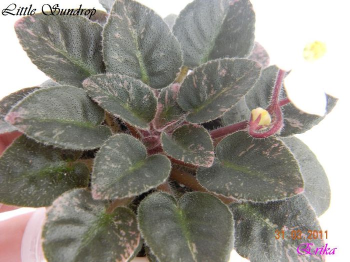 Little Sundrop 31-03-2011 rozeta