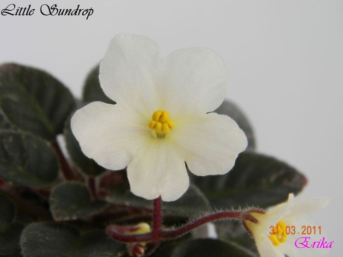 Little Sundrop 31-03-2011