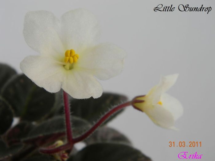 Little Sundrop 31-03-2011