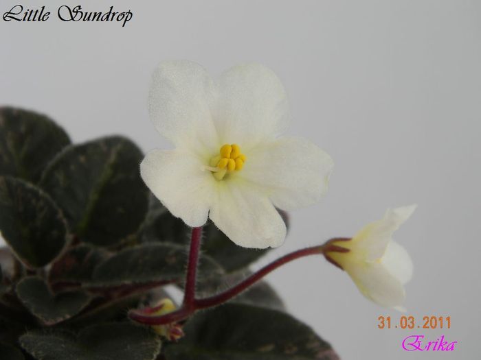 Little Sundrop 31-03-2011