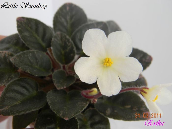 Little Sundrop 31-03-2011