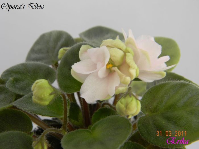 Opera_s Doc 31-03-2011 floare