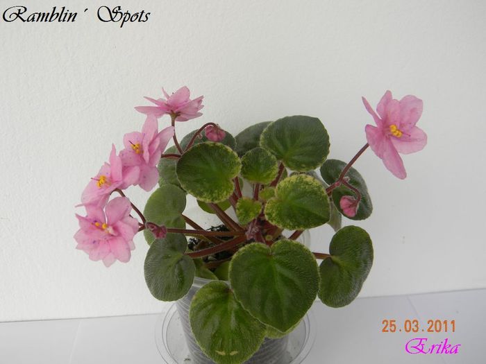 Ramblin´ Spots 25-03-2011\' - Violete de colectie 2010-2011