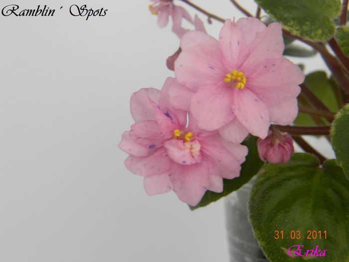 Ramblin´ Spots 31-03-2011 floare - Violete de colectie 2010-2011