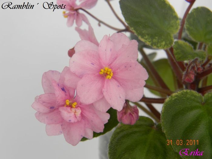 Ramblin´ Spots 31-03-2011 floare\' - Violete de colectie 2010-2011