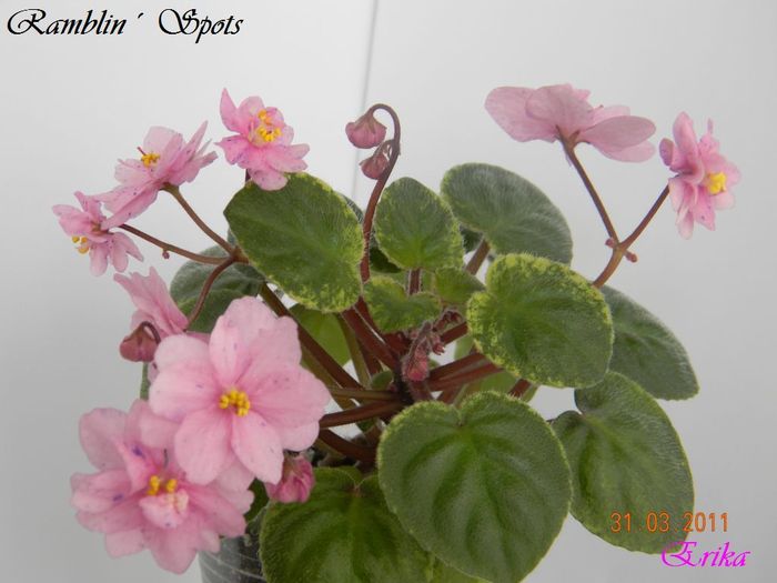 Ramblin´ Spots 31-03-2011\' - Violete de colectie 2010-2011