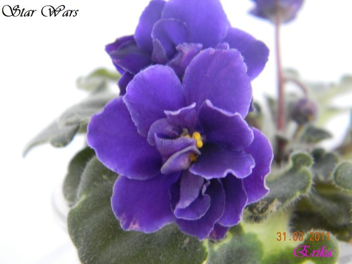 Star Wars 31-03-2011 floare - Violete de colectie 2010-2011