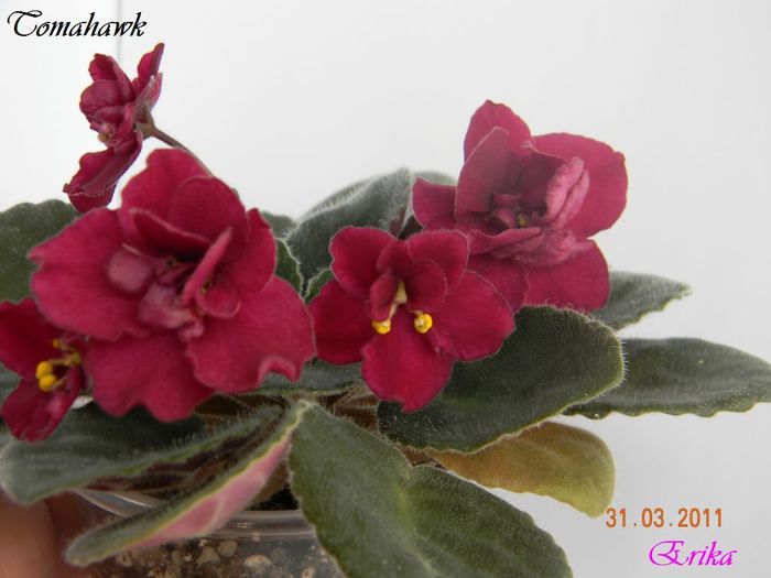 Tomahawk 31-03-2011 - Violete de colectie 2010-2011