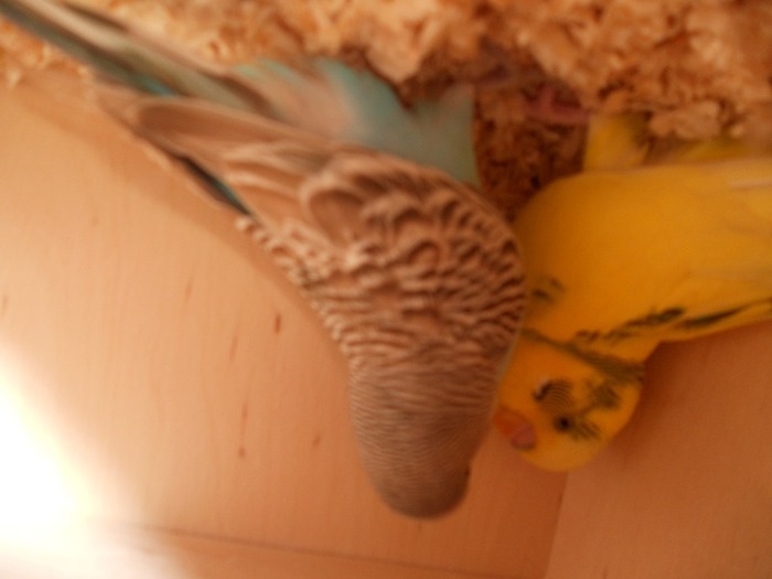 papagali pereche - Poze noi cu perusi si alte animale