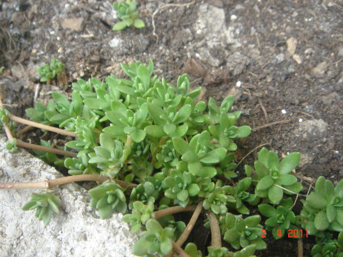 sedum - 2011 aprilie