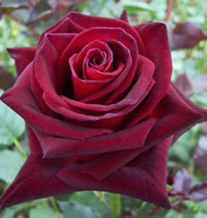 black_bacara