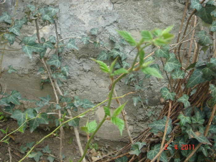 kerria japonica - 2011 aprilie