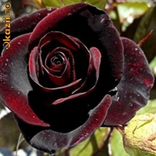 black baccara
