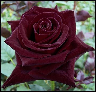 black baccara