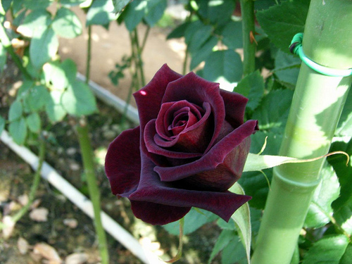 black-baccara-rose_cat e de frumos