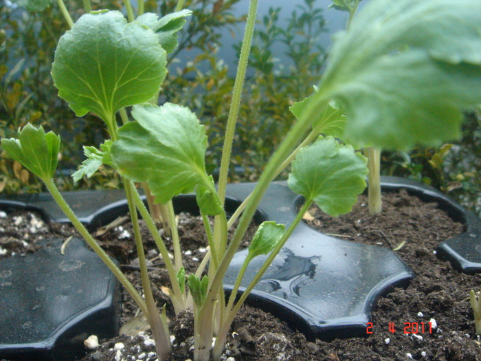 ranunculus - piciorul cocosului - 2011 aprilie