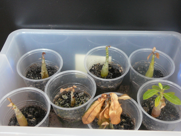 martie 2011 asta a ramas din ei dupa ce a trecut iarna.