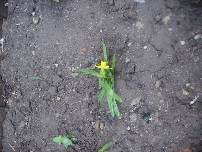 narcisa galbena 1 - Florii in gradina 2011