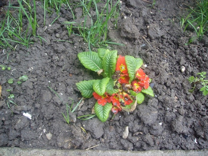 primula rosu - Florii in gradina 2011