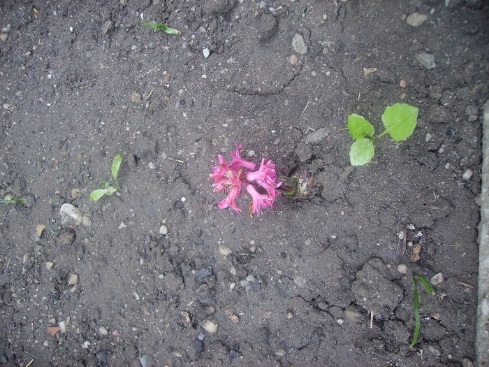 zambila roz - Florii in gradina 2011