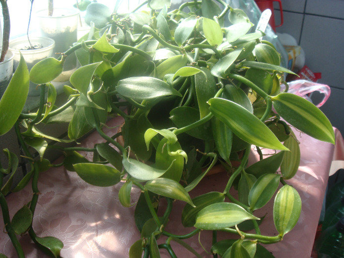 Vanilla Planifolia - Orhidee