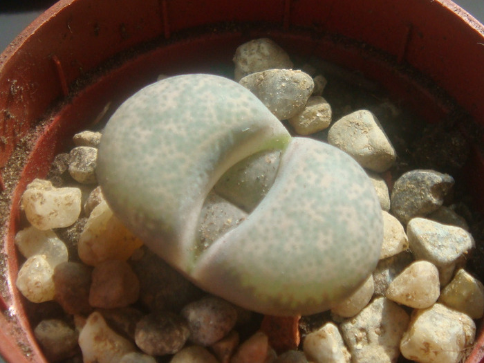 DSC01853 - Lithops