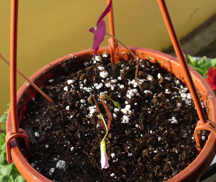 ; Oxalis Triangularis cu doua frunze si trei tije florale
