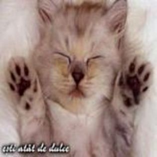 www-bancuri-us-avatare-animale-pisici-23 - 00 X_x album pentru toti prietenii mei de pe SunPhoto