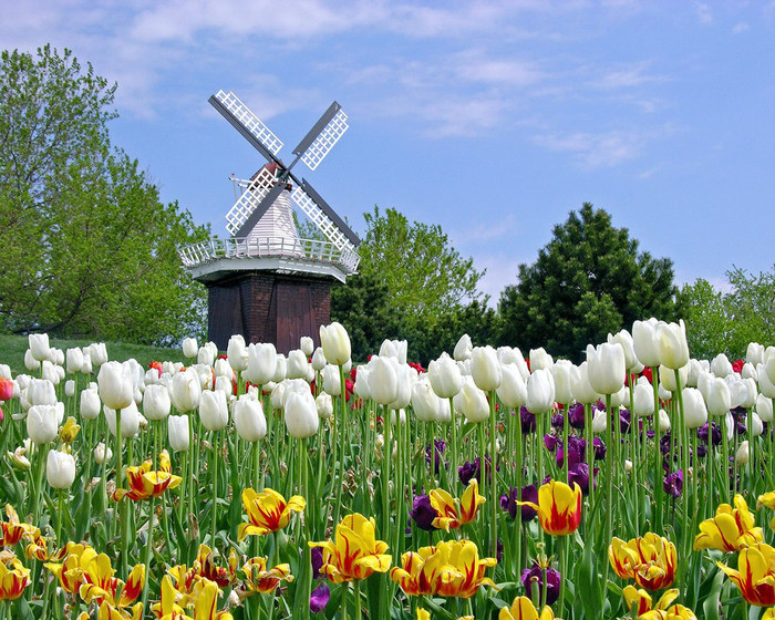 holland-tulip-wallpaper-1280x1024-0149 - 00 Imaginile mele preferate 00