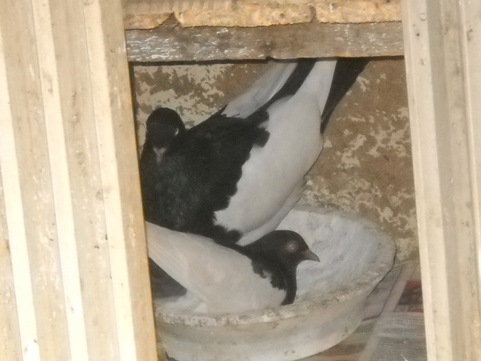 Iar noi suntem parintii lor si ne pregatim culcus nou