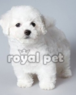 Bichon Frise