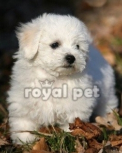 Bichon Maltez