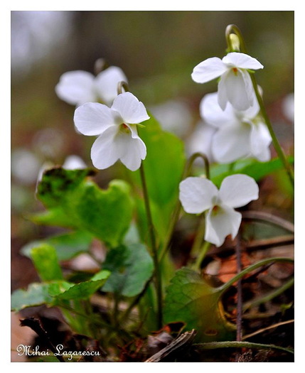 toporasi albi - Minunile primaverii