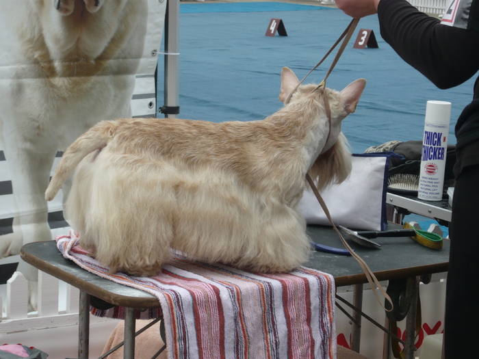 terrier acotian - expozitia de la slobozia