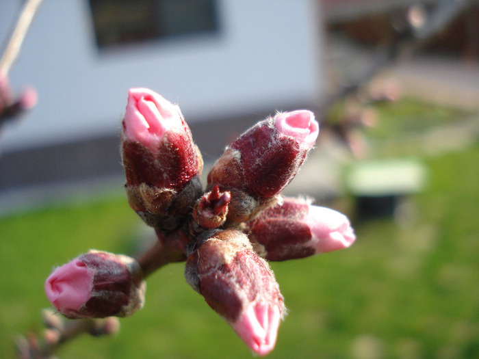 Prunus persica Davidii (2011, March 31) - Prunus persica Davidii