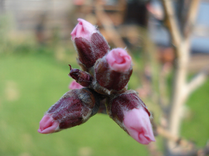 Prunus persica Davidii (2011, March 31)