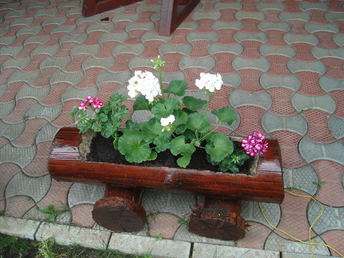 DSC08714 - Primavara 2011